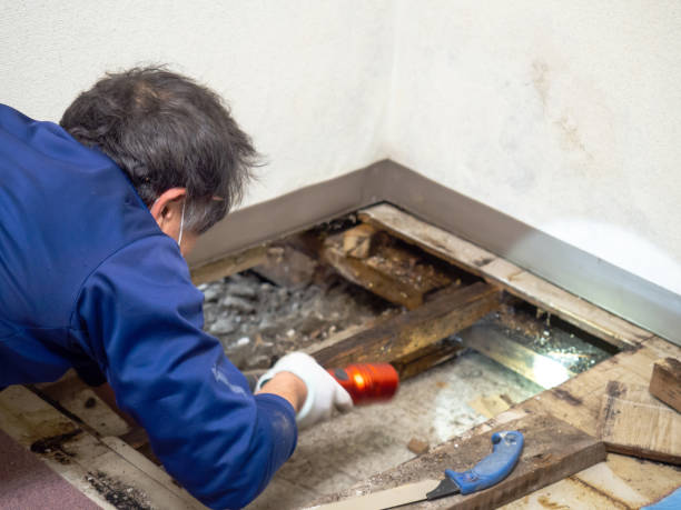 Best Fast Mold Removal  in Independence, KS