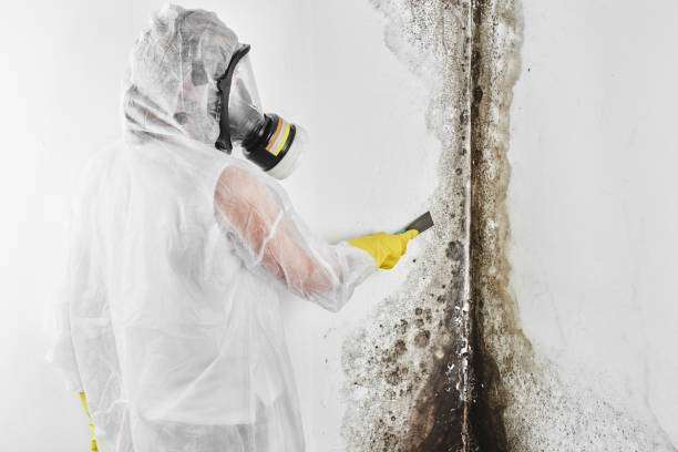 Best Best Mold Removal Companies  in Independence, KS