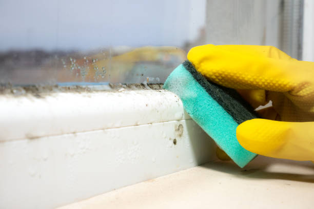 Best Certified Mold Removal  in Independence, KS