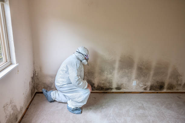 Best Mold Damage Repair  in Independence, KS