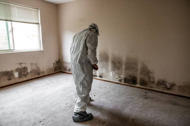 Best Home Mold Removal  in Independence, KS